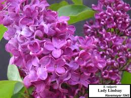 lilac 'Lady Lindsay' (Syringa vulgaris). Photo courtesy of the archives of the Lottah Nursery, Tasmania, Australia